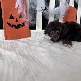 Poodle All Grown Up from Parti-Pawz