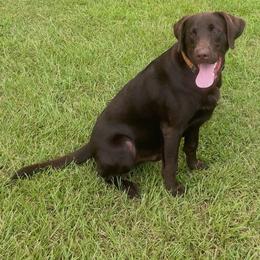 Copper - Chocolate male Labrador Retriever puppy in Huntington, Texas from Soggy Bottom Retrievers