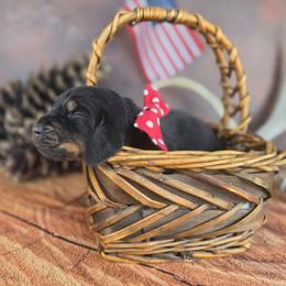 Red Collar - Black and tan male Black and Tan Coonhound puppy in Ephraim, Utah from Wanderlust Coonhounds