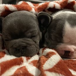 French Bulldog Puppies from Steel city Frenchy’s