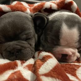 French Bulldog Puppies from Steel city Frenchy’s