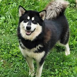 Onyx - Alaskan Malamute