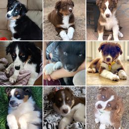 Australian Shepherd Puppies from Far Out Aussies