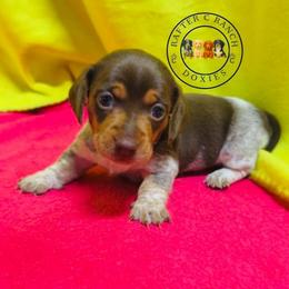 MCPF SH - Piebald female Dachshund puppy in Carthage, Texas from Rafter C Ranch Doxies
