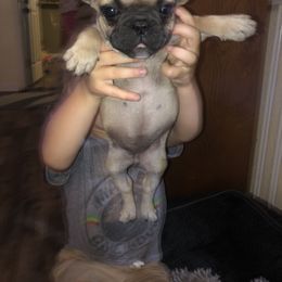 French Bulldog Puppies from 805 Founding Frenchies