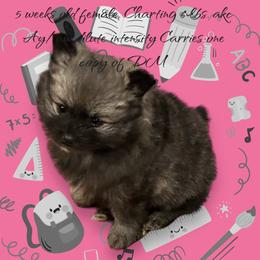 Girl 1 - Wolf sable Pomeranian puppy in Grass Lake, Michigan from Chantilly Lace Poms