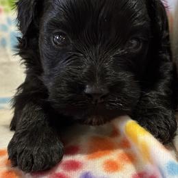 Robin - Black and white female Aussiedoodle puppy in Oklahoma City, Oklahoma from Foneb Farm - The F1B Farm