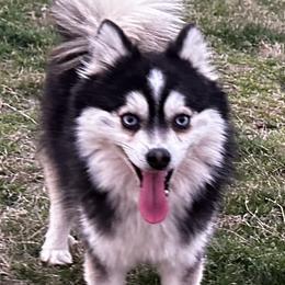Butters - Pomsky