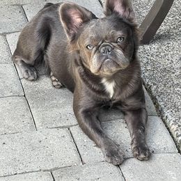 Sapphire - French Bulldog