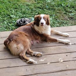 Tana - Australian Shepherd