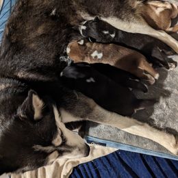 Siberian Husky puppies from 3 Rivers Siberians(Richard's)