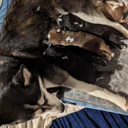 Siberian Husky puppies from 3 Rivers Siberians(Richard's)