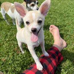Gary - Cream and white male Chihuahua puppy in Amity, Pennsylvania from Rhoda and Verna