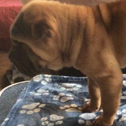 Chinese Shar-Pei Puppies from Bilderbear Shar-Pei