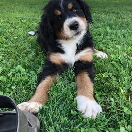 Bernedoodle, Goldendoodle, and Poodle Puppies from Avery Doodle Day LLC