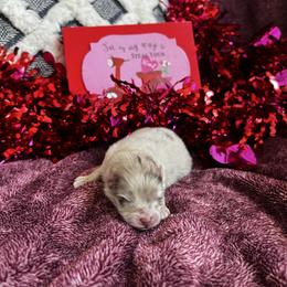 Boy 2 - Blue merle male Pomeranian puppy in Randleman, North Carolina from Luxurious Poms
