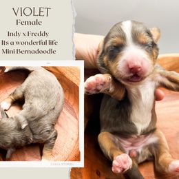 Boy 5 - Merle male Bernedoodle puppy in Hilton, New York from The House of Goldendoodle