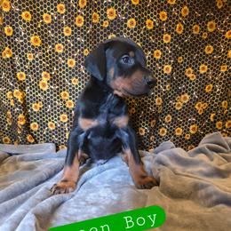 Green Boy - Black and rust male Doberman Pinscher puppy in Knox, Indiana from Double River Dobermans