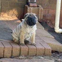 Green collar - Fawn male Chinese Shar-Pei puppy in Elkin, North Carolina from Martini Shar-Pei