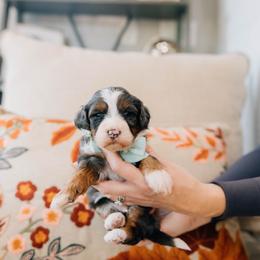 Caramel - Merle male Bernedoodle puppy in Murray, Utah from Sun Valley Doodles