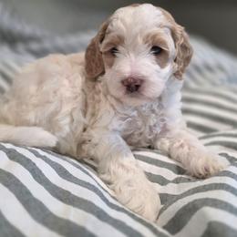 Bernedoodle puppies from Mt. Rainier Doodle Dogs