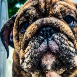 Bulldog and French Bulldog Puppies from Southern Standard Bulldogs