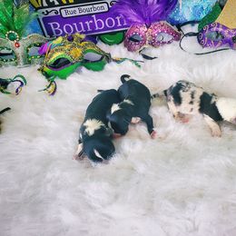 Girl 2 - Black and white Cardigan Welsh Corgi puppy in Natchitoches. La, Louisiana from Bleu Bayou Corgis