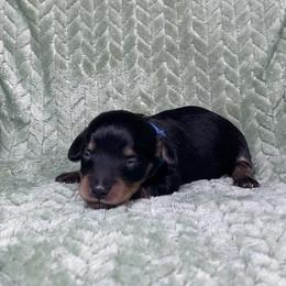 Heinz - Black and tan male Dachshund puppy in Richmond, Virginia from Paw Prints