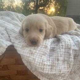 Stitch - Cream male Dachshund puppy in Grove, Oklahoma from A&W Doxies