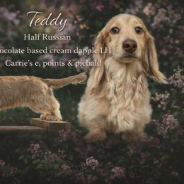 Teddy - Dachshund