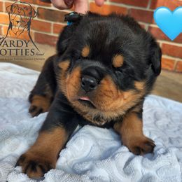 Rottweiler Puppies from Hardy Rotties