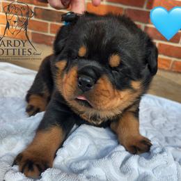 Rottweiler Puppies from Hardy Rotties