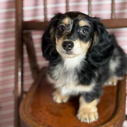 Boy 1 - Dapple male Dachshund puppy in Waycross, Georgia from Camie's Dachshunds