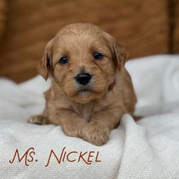 Ms. Nickel - Apricot female Cavapoo puppy in Sacramento, California from Dandy Doodles Goldendoodles