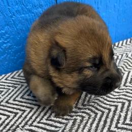 Boy3 - Sable male German Shepherd puppy in Sharon Grove, Kentucky from Julie’s Shepherds