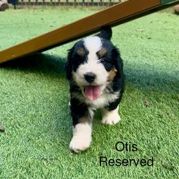 Otis - Tri-color male Bernedoodle puppy in Royse City, Texas from Platinum Bernedoodles of Texas