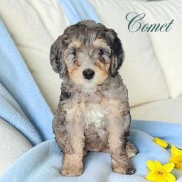 Comet - Blue merle male Bernedoodle puppy in Glenford, Ohio from Mi-De Doodles