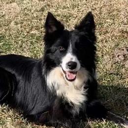 Jasper - Border Collie