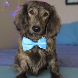 Bowie - Dachshund