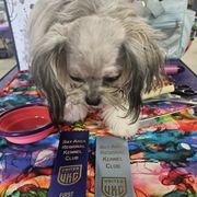 Mi-Kis and West Highland White Terriers from Carrot Tails LLC