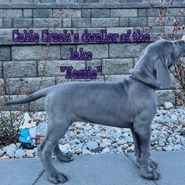 Nessie - Blue Great Dane puppy in Post Falls, Idaho from Cable Creek Danes