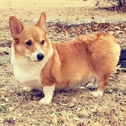 American Corgis, Cardigan Welsh Corgis, and Pembroke Welsh Corgis from Serendipity Corgi's