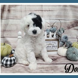 Gator - Black and white male Schnoodle puppy in Lebanon, Missouri from Cedar Glades Canines