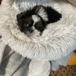 Shih Tzu Puppies from The Ruff Life Tribe