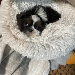 Shih Tzu Puppies from The Ruff Life Tribe