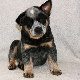 Sky - Blue speckled female Australian Cattle Dog puppy in Danville, Arkansas from 4 Hills Cattle Dogs