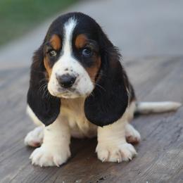 Female 1 - Black brown and white female Basset Hound puppy in Georgia from Huff's Hounds