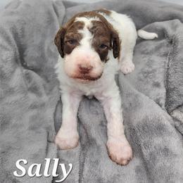 Sally - Parti female Poodle puppy in Dover, Delaware from Dogtastic Poodles