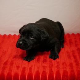 Spade - Black male Labrador Retriever puppy in Buffalo Valley, Tennessee from Buffalo Valley Breeders