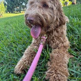 Mel - Goldendoodle